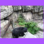 Sloth Bear 3.jpg